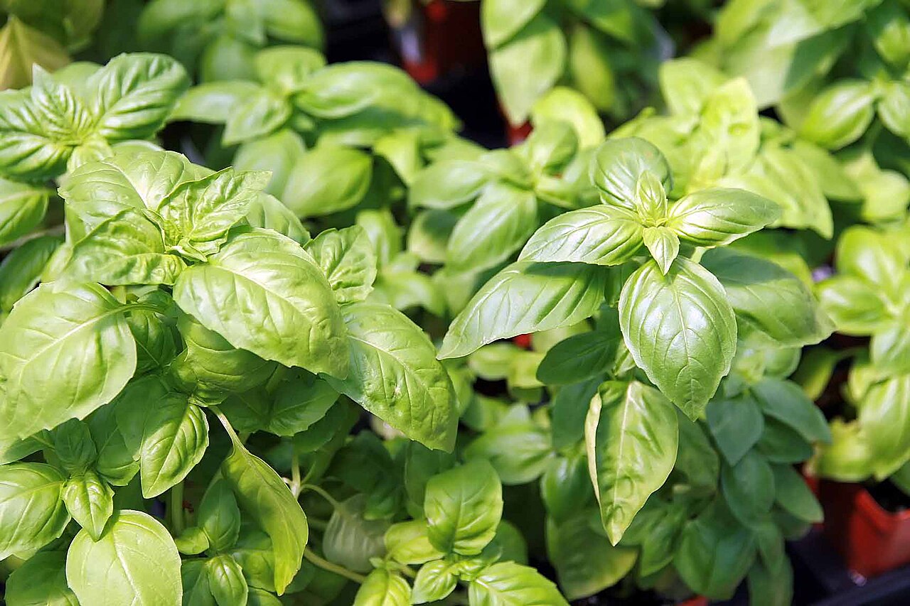 Live White Vietnamese Basil Plants – 'Húng Trắng' Bareroot, Aromatic Culinary Herb, Rare Ocimum basilicum