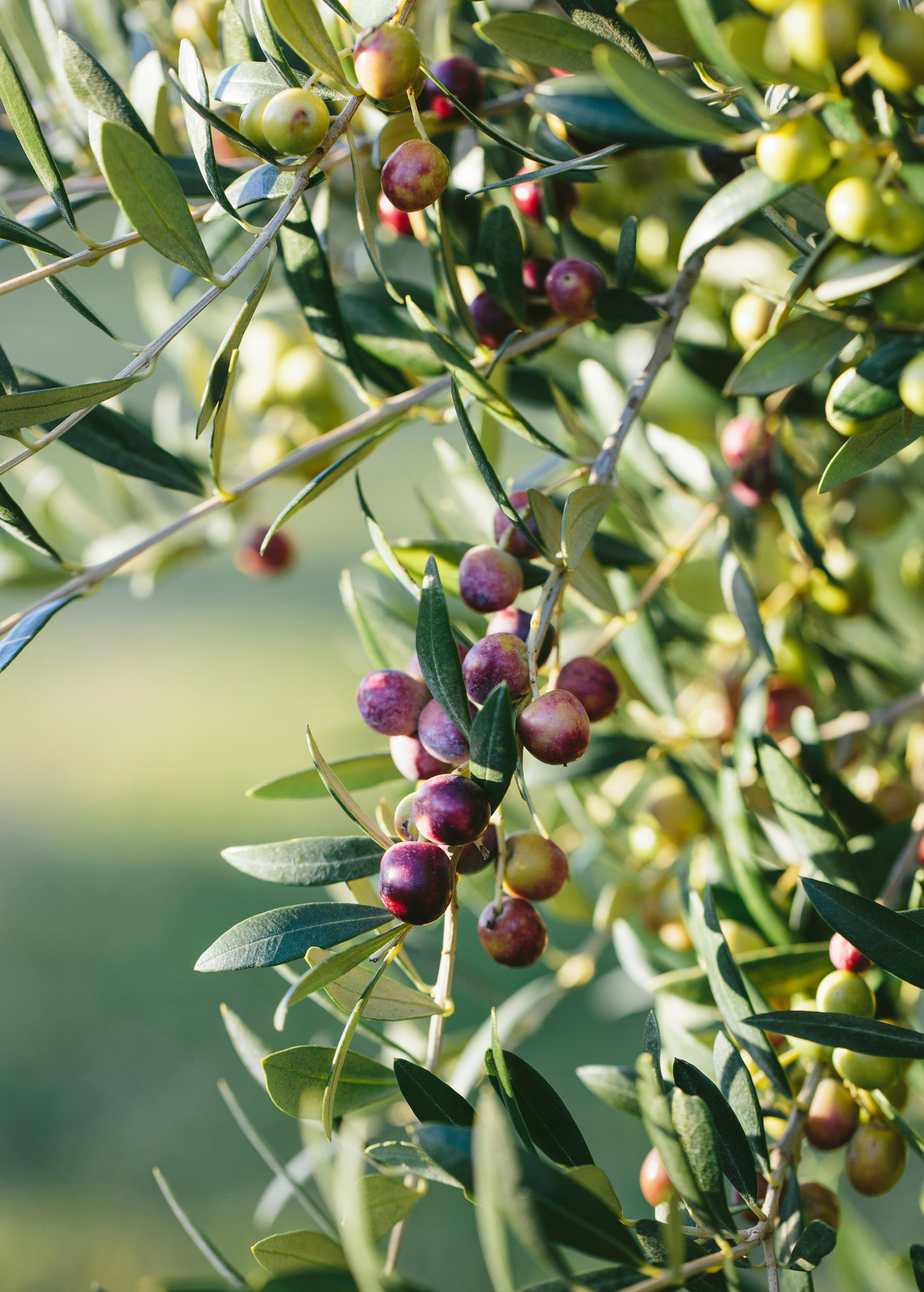 Olive Tree Plant - Arbequina Variety - Small Bushy Olive Tree - Olea europaea