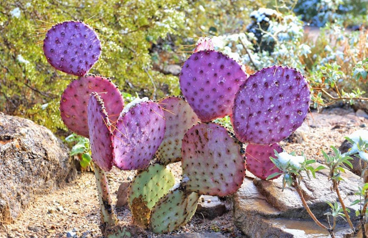 Santa Rita Purple Prickly Pear Cactus Pad, Opuntia violacea, Rare Colorful Succulent, Easy to Root & Grow