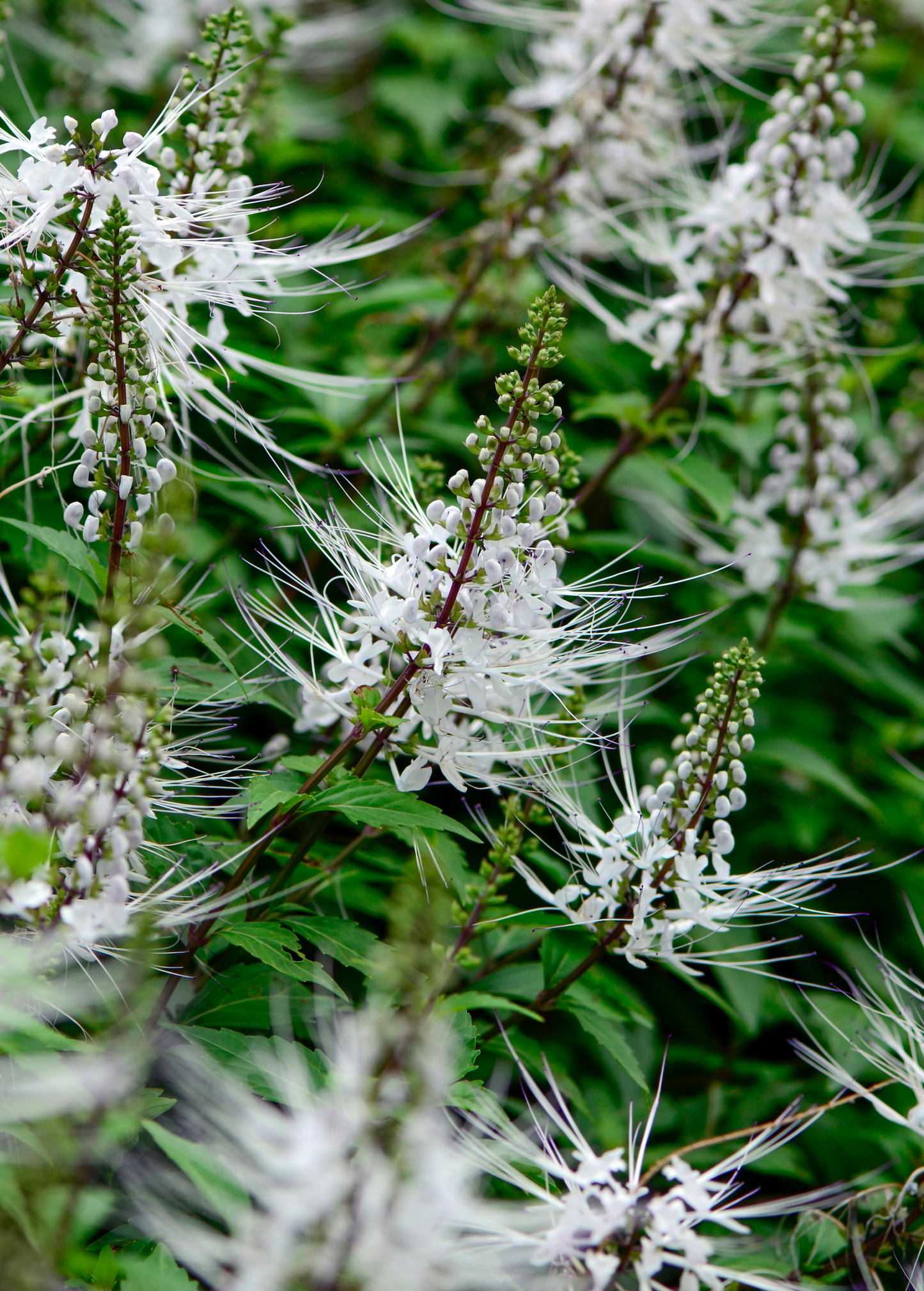 Java Tea Herb Plant with White to Pale Purple Flowers, Orthosiphon stamineus, Medicinal and Pollinator-Friendly