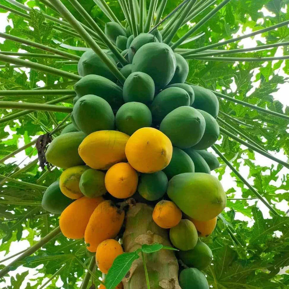 Red Lady Papaya Plant – Dwarf Self-Fertile Tropical Fruit Tree with Sweet Red-Orange Fruit