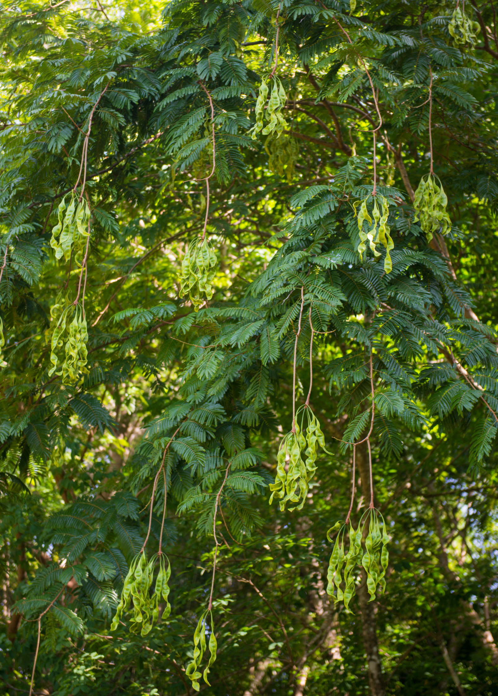 African Locust Bean Tree Seedling | Parkia biglobosa | Edible Pods & Ecological Benefits