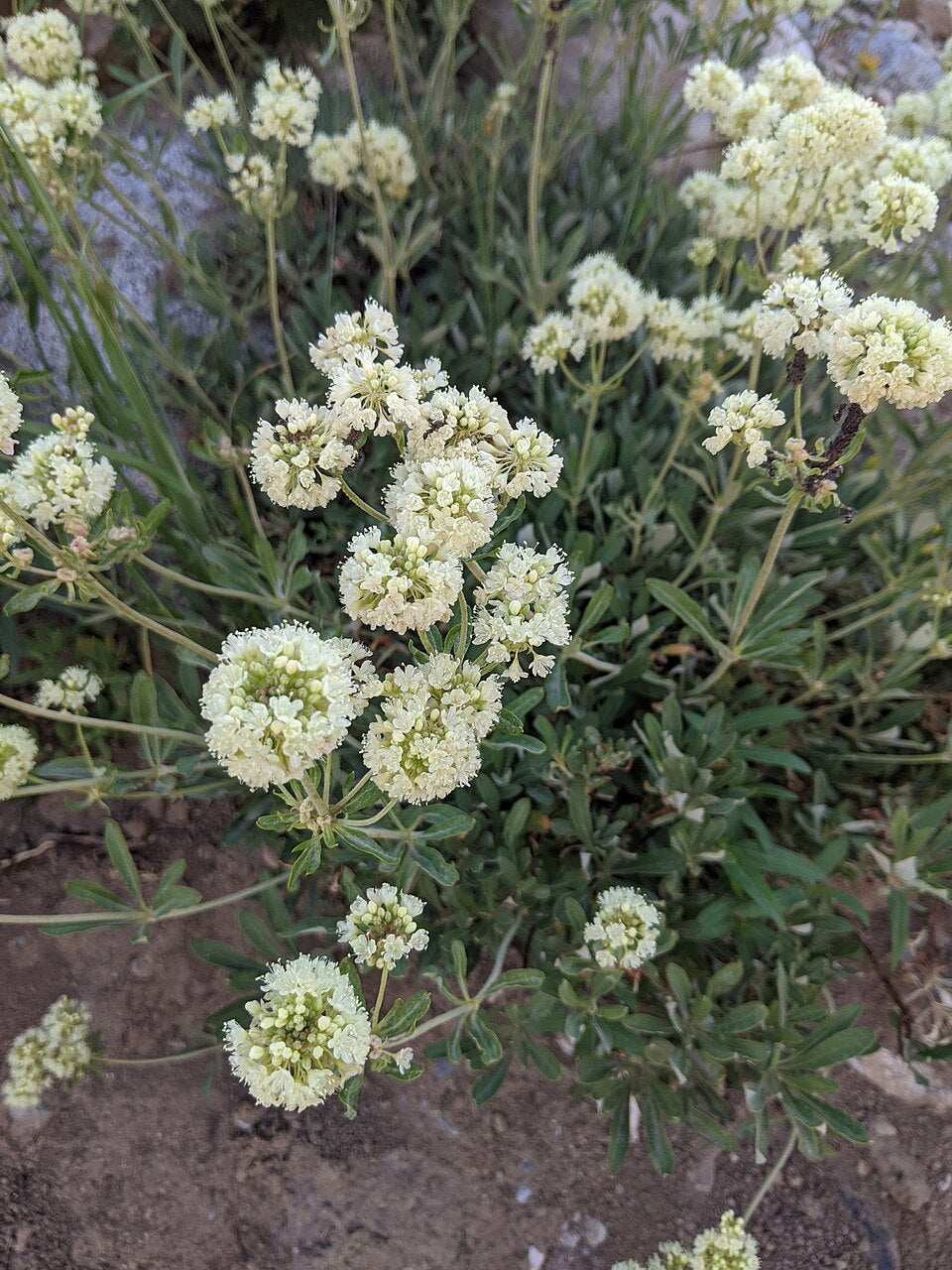 Eriogonum heracleoides Seeds – Parsnipflower Wild Buckwheat, Native Pollinator Plant, Drought-Tolerant Perennial, Non-GMO, 50 Seeds