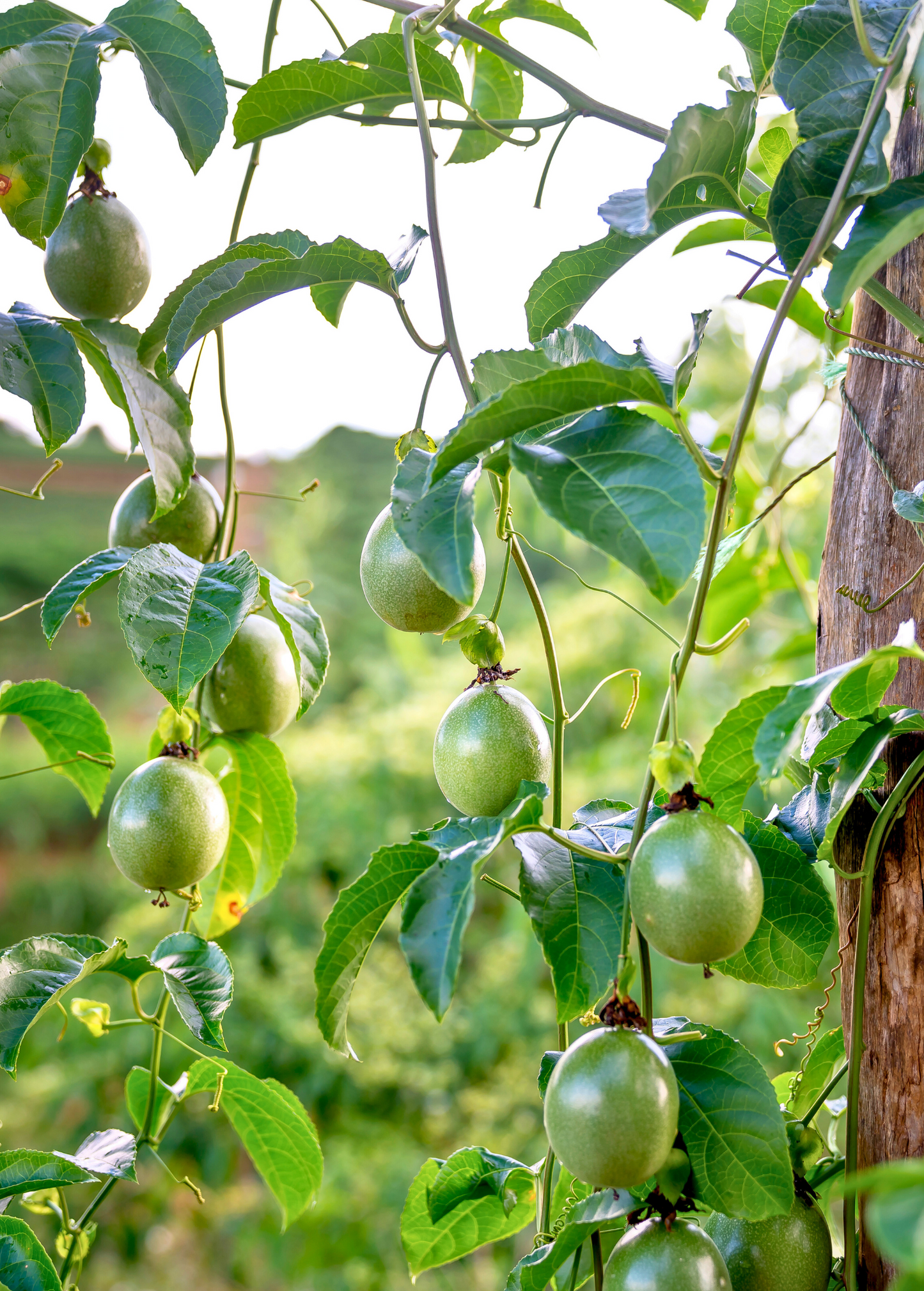 Passiflora 'Bounty' Passionfruit Vine - Large Purple Fruit, Exotic Flavor, Climbing, Self-Fertile, Tropical Plant