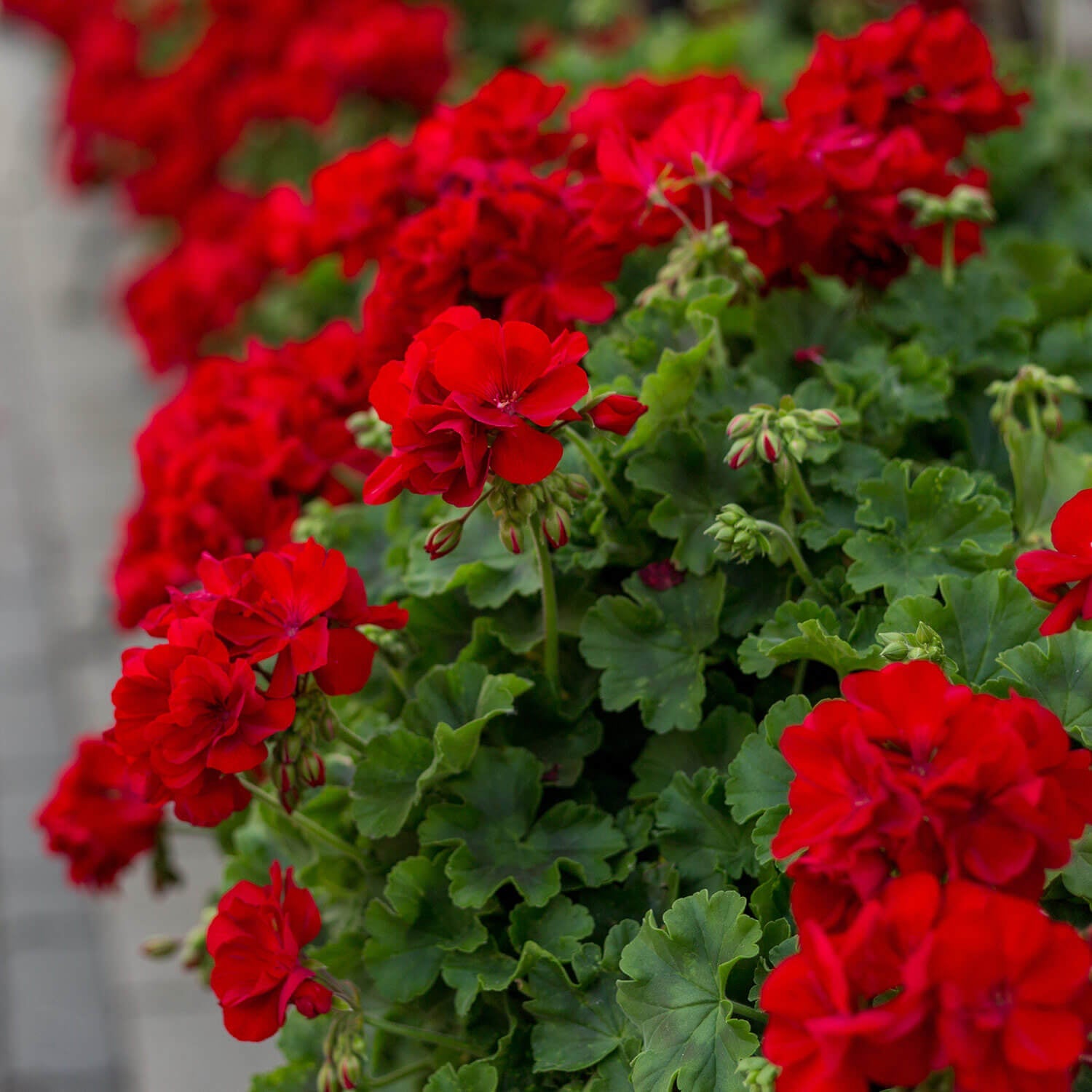 Geranium Double Red Cuttings - 4 Unrooted Pelargonium Starts for Garden Flowers, Container, Hanging Basket, Easy Rooting