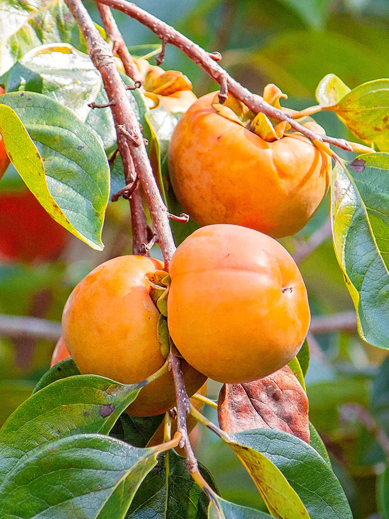 Persimmon Tree Live Bare Root 1-2 ft | Edible Fruit Tree Diospyros kaki for Food Forest & Permaculture