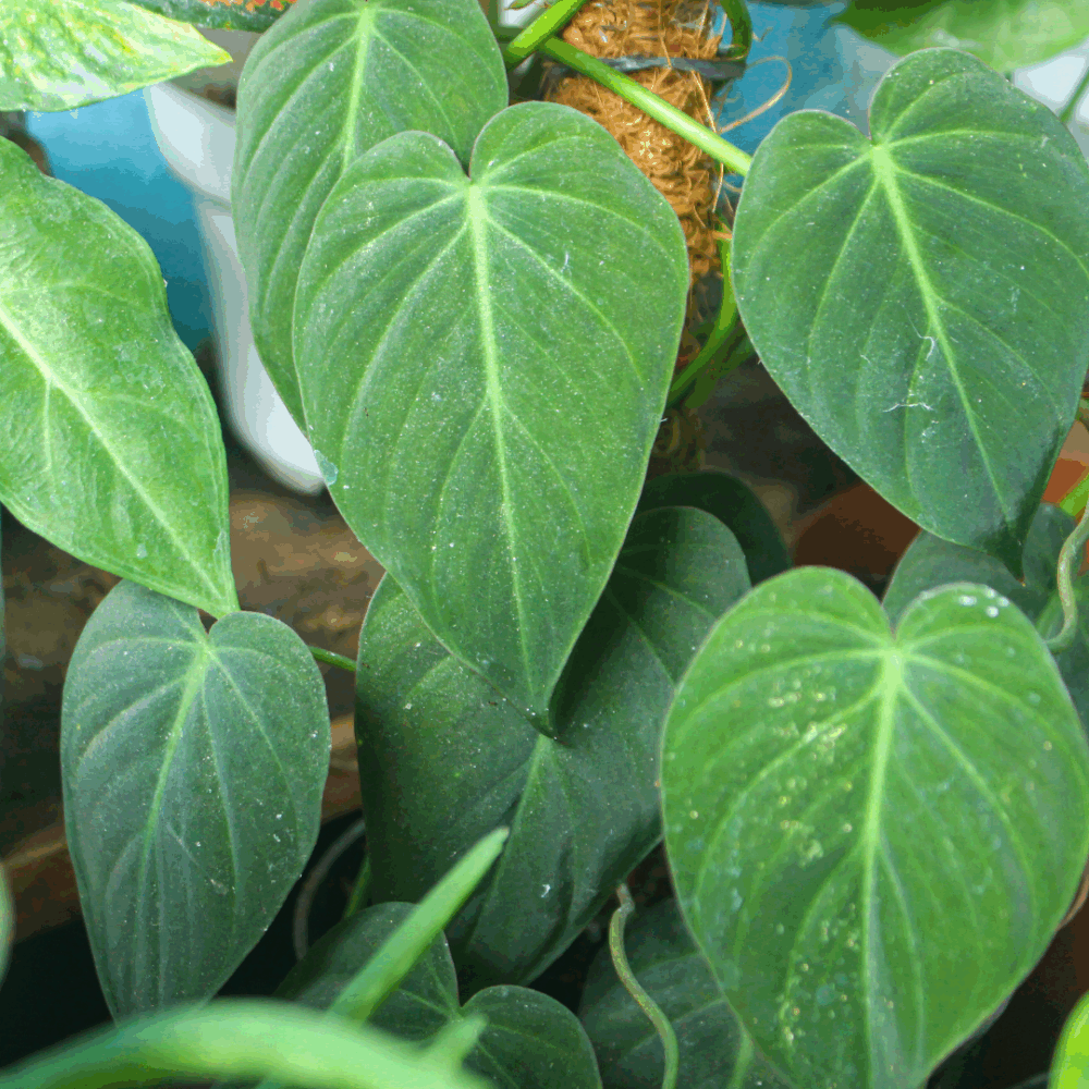 Philodendron Micans Plant | Small Rooted Starter | Velvet-Leaf Philodendron | Philodendron hederaceum