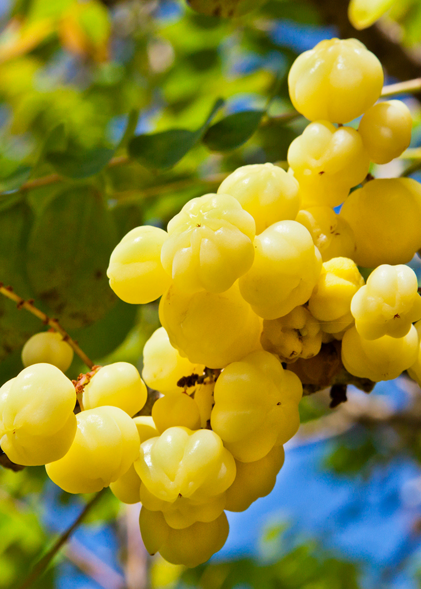 Otaheite Gooseberry Plant, Phyllanthus acidus, Tropical Fruit Tree, Edible Sour Fruits, Medicinal Uses, Madagascar Native