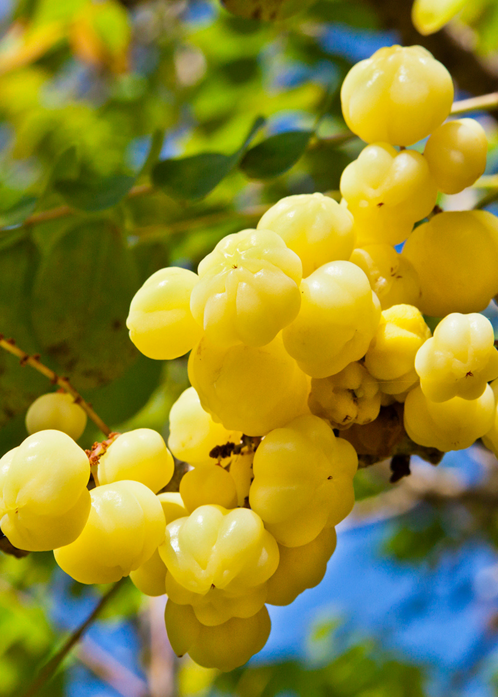 Otaheite Gooseberry Plant, Phyllanthus acidus, Tropical Fruit Tree, Edible Sour Fruits, Medicinal Uses, Madagascar Native