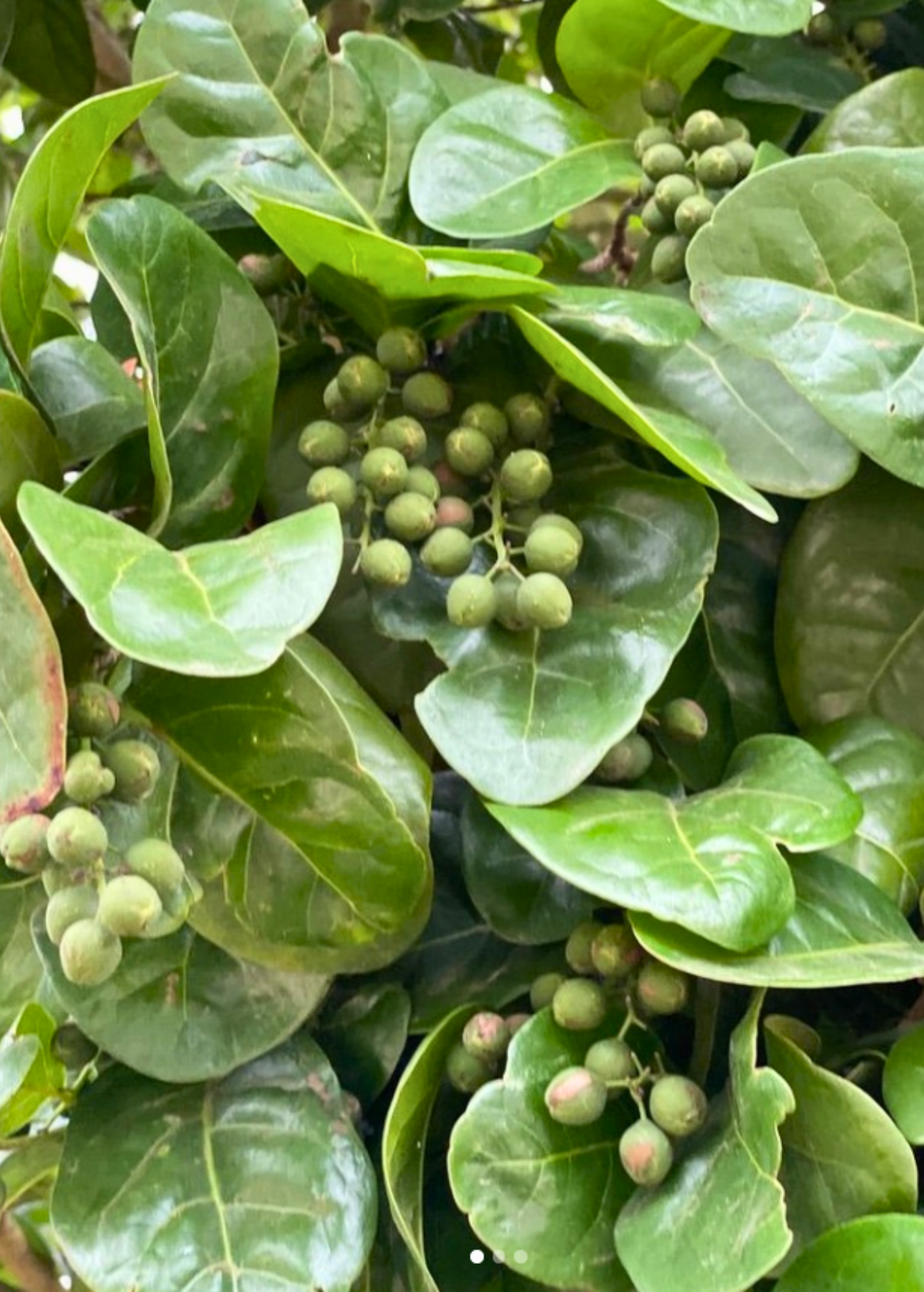 Pigeon Plum Tree, Florida Native, Edible Fruit, Wildlife Habitat, Drought & Salt Tolerant, Coccoloba diversifolia