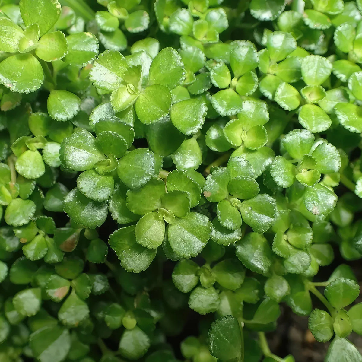 Pilea ‘Tiny Tears’ Rooted Starter Plant – Easy Care Indoor Ground Cover with Mini Green Leaves