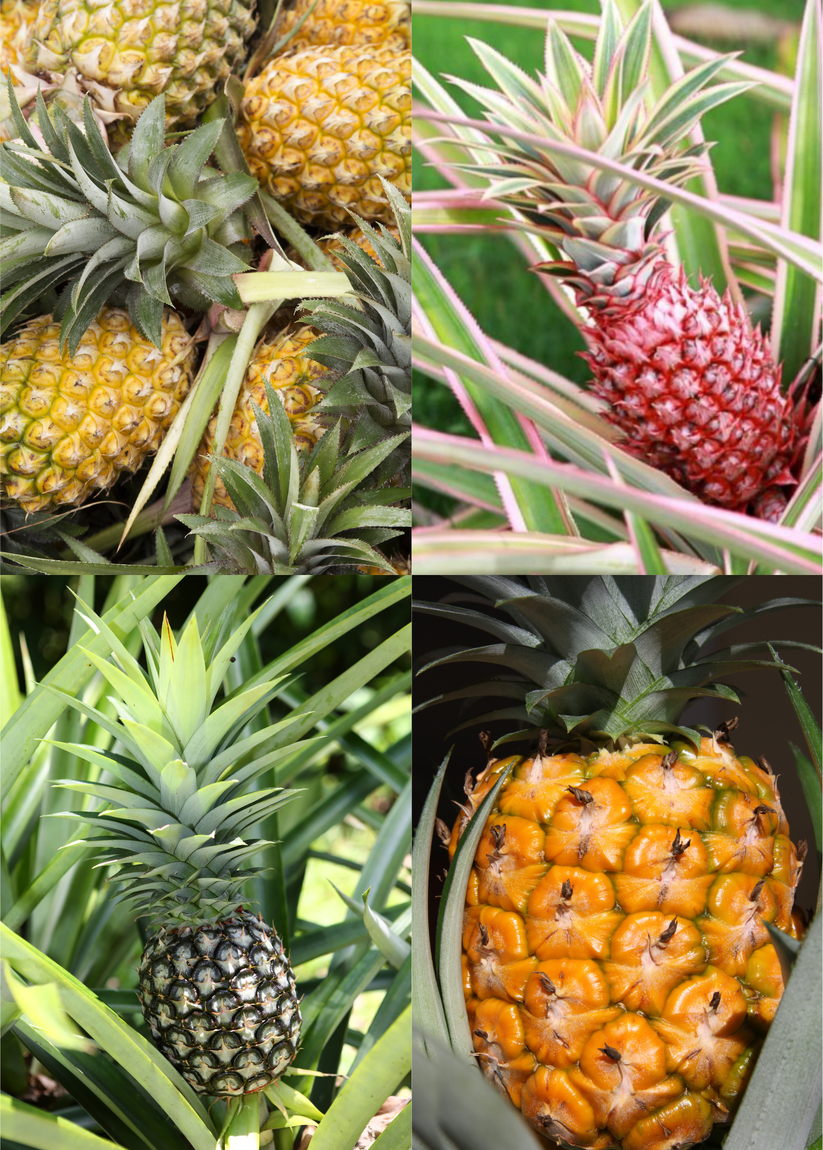 Pineapple Plant Bundle with White Jade, Variegated Juicy & Elite Gold in 4" Coconut Coir Pots – Tropical Fruit, Easy Grow, Container Friendly