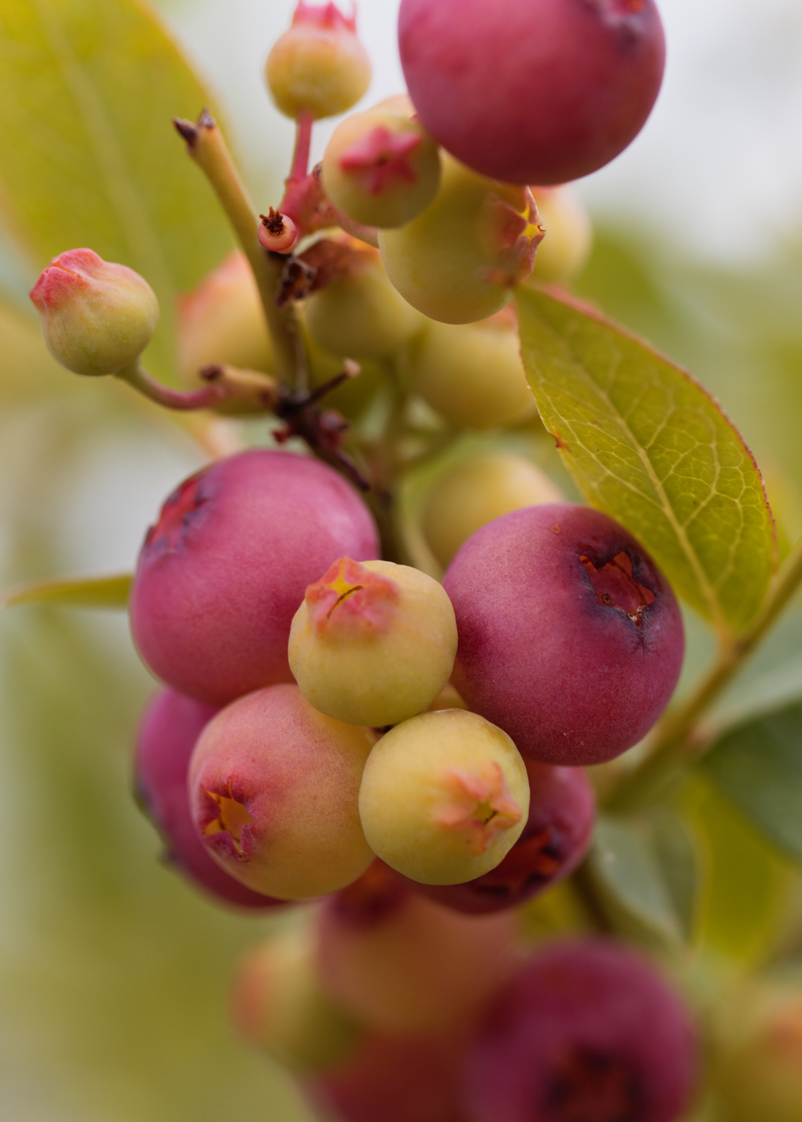 Blueberry Pink Lemonade Fruit Plant Vaccinium corymbosum 'Pink Lemonade' - Bright Pink Berries with Lemon Flavor