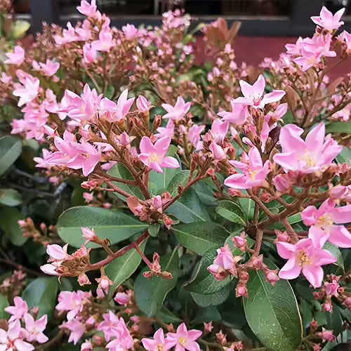 7 Indian Hawthorn ‘Pink Dancer’ Cuttings – 6" Live Rhaphiolepis indica Stems for Hedges & Landscaping