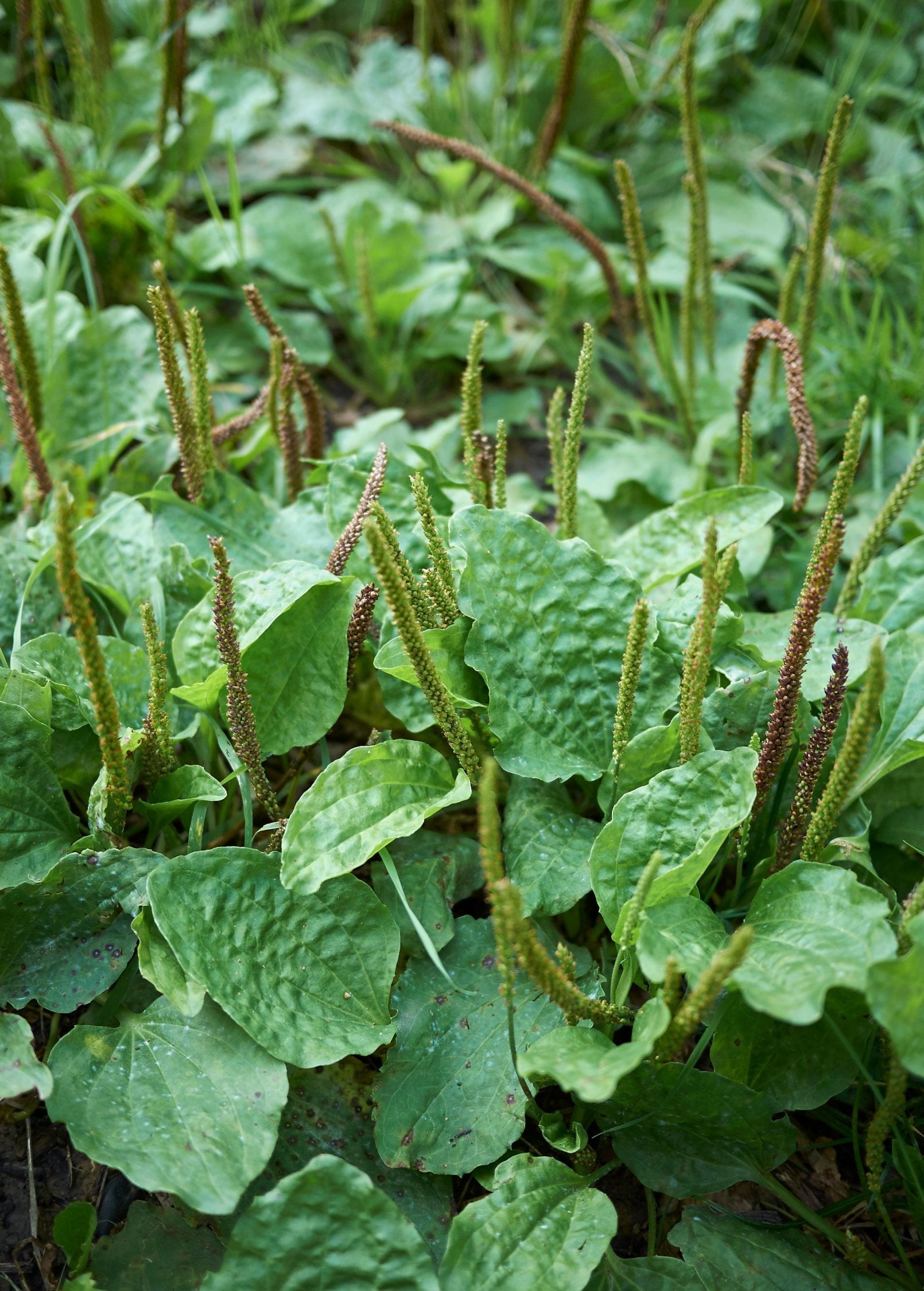 Sweet Plantain Herb, Broadleaf (Plantago major), Medicinal Perennial Herb for Skin Soothing and Herbal Remedies