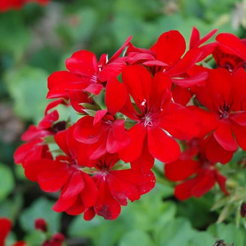 3 Rose Red Ivy Geranium Cuttings - Pelargonium peltatum, Unrooted Live Stems for Hanging Baskets & Garden Pots