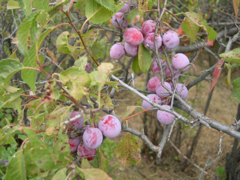 Wild Plum Cuttings (12 Unrooted) – Hardy Native Prunus Americana for Edible Fruit and Wildlife Gardens