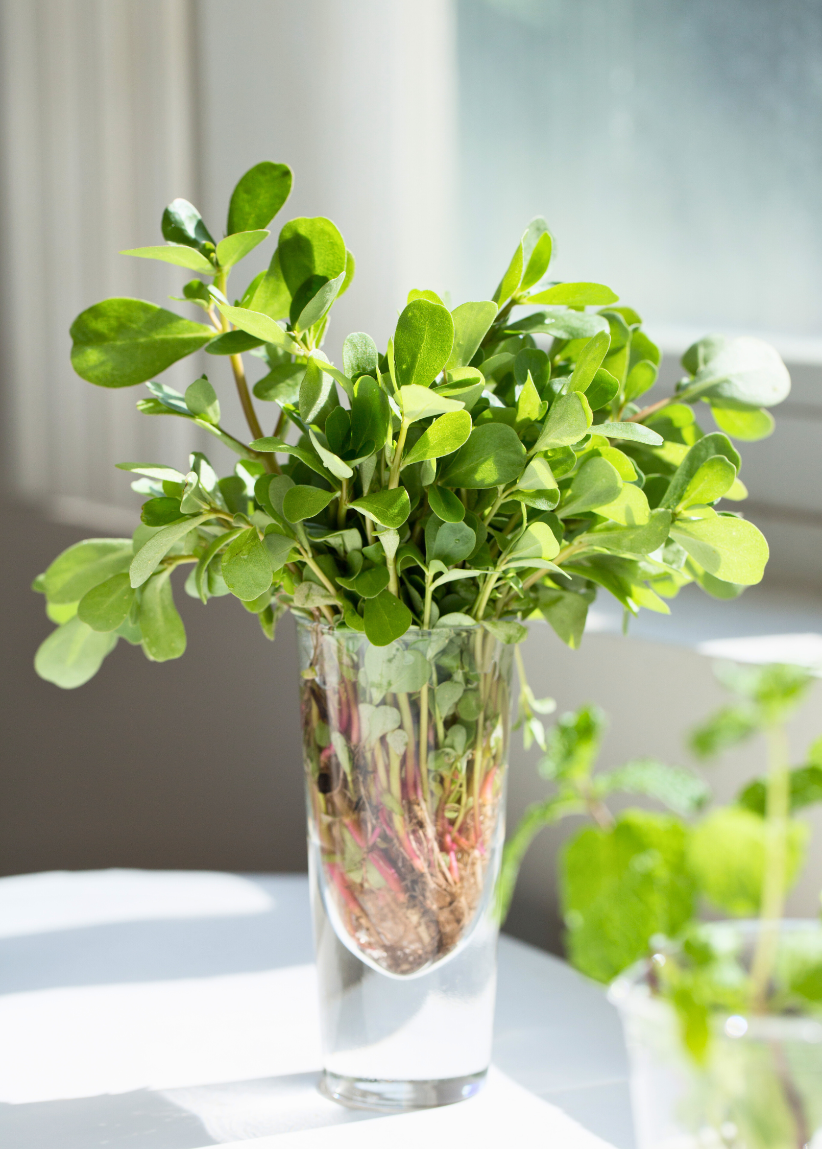Purslane Succulent Plant - Edible Groundcover, Nutrient-Dense, Omega-3 Rich, Portulaca oleracea