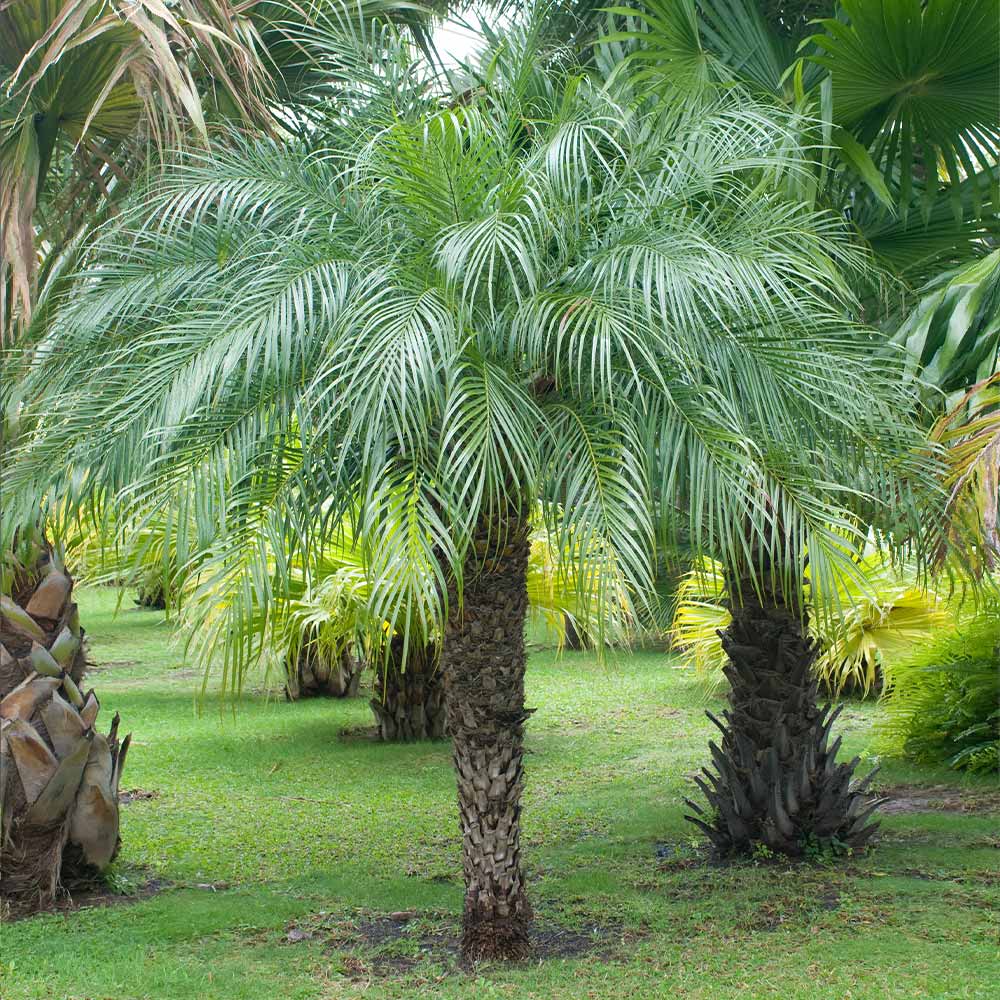 Pygmy Date Palm Seedlings | 3-5" Dwarf Tropical Plant | Phoenix roebelenii | Indoor & Outdoor Landscape