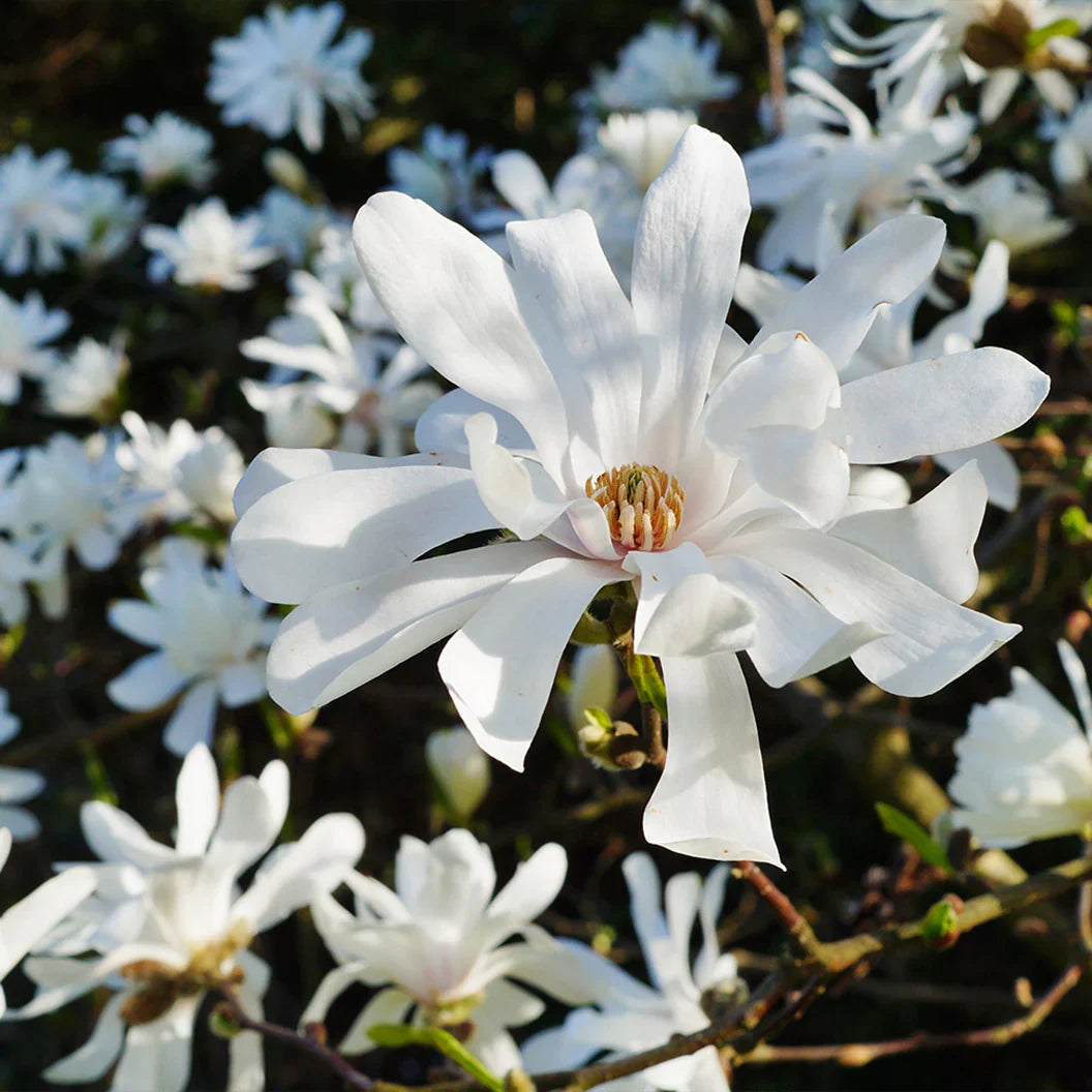 Star Magnolia Tree Bare Root Plant 6-12 Inches White Flowers Hardy Ornamental Shrub Magnolia stellata