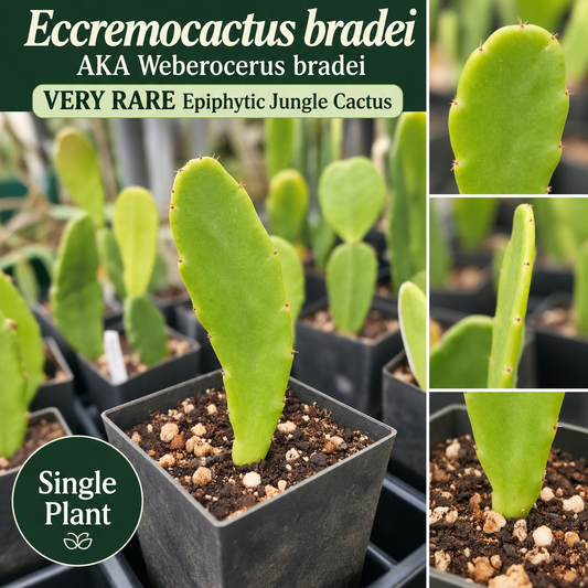Eccremocactus bradei AKA Weberocereus bradei – 1 Small Starter Plant – Very Rare Epiphytic Jungle Cactus