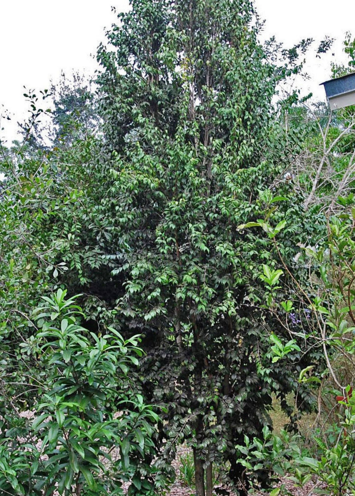 Red Berry Stopper Evergreen Shrub Eugenia confusa for Garden, Hedge, or Container Plant