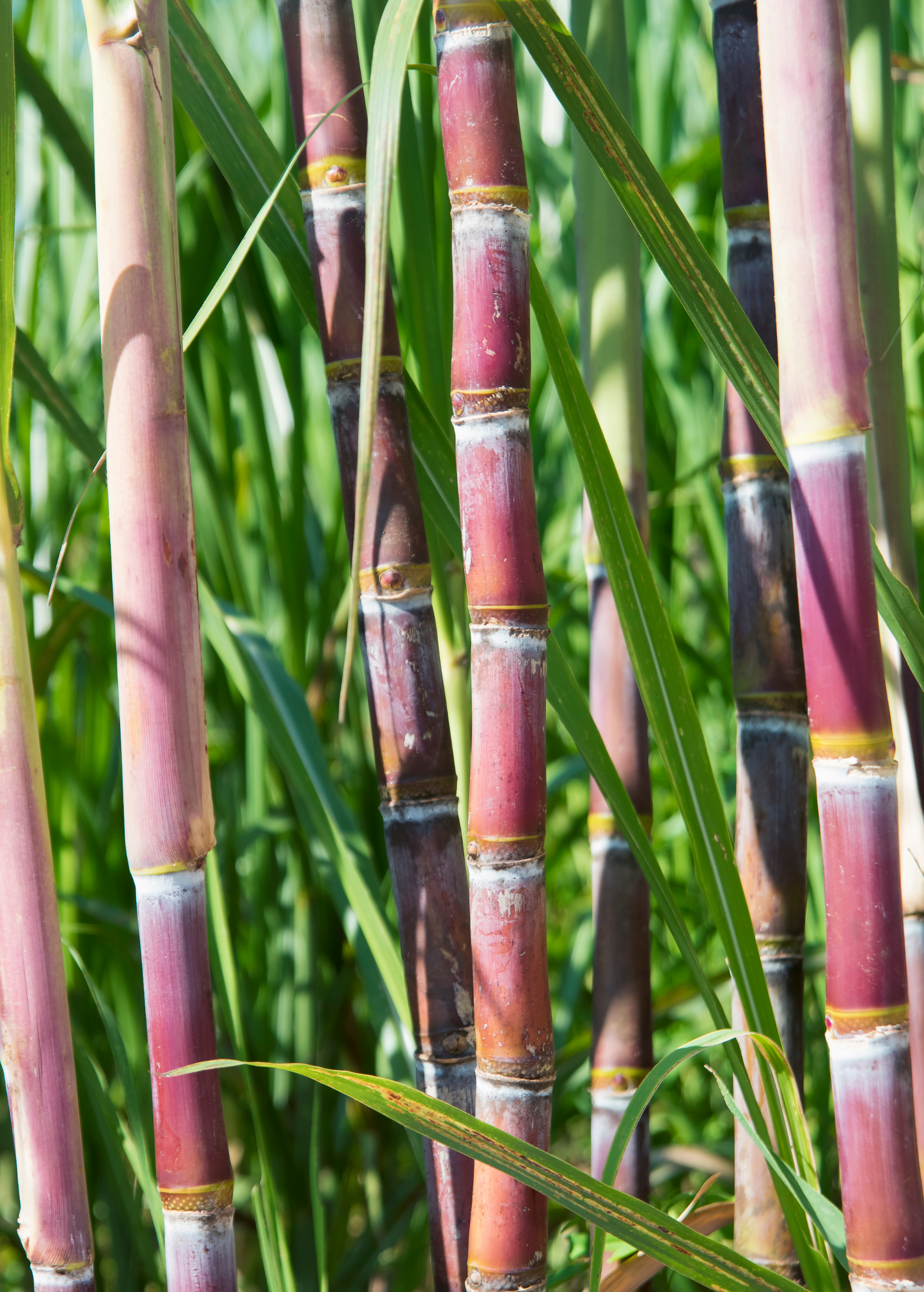 Sugar Cane Red Stalks Plant - Heirloom Variety for Juicing & Ornamental Gardens