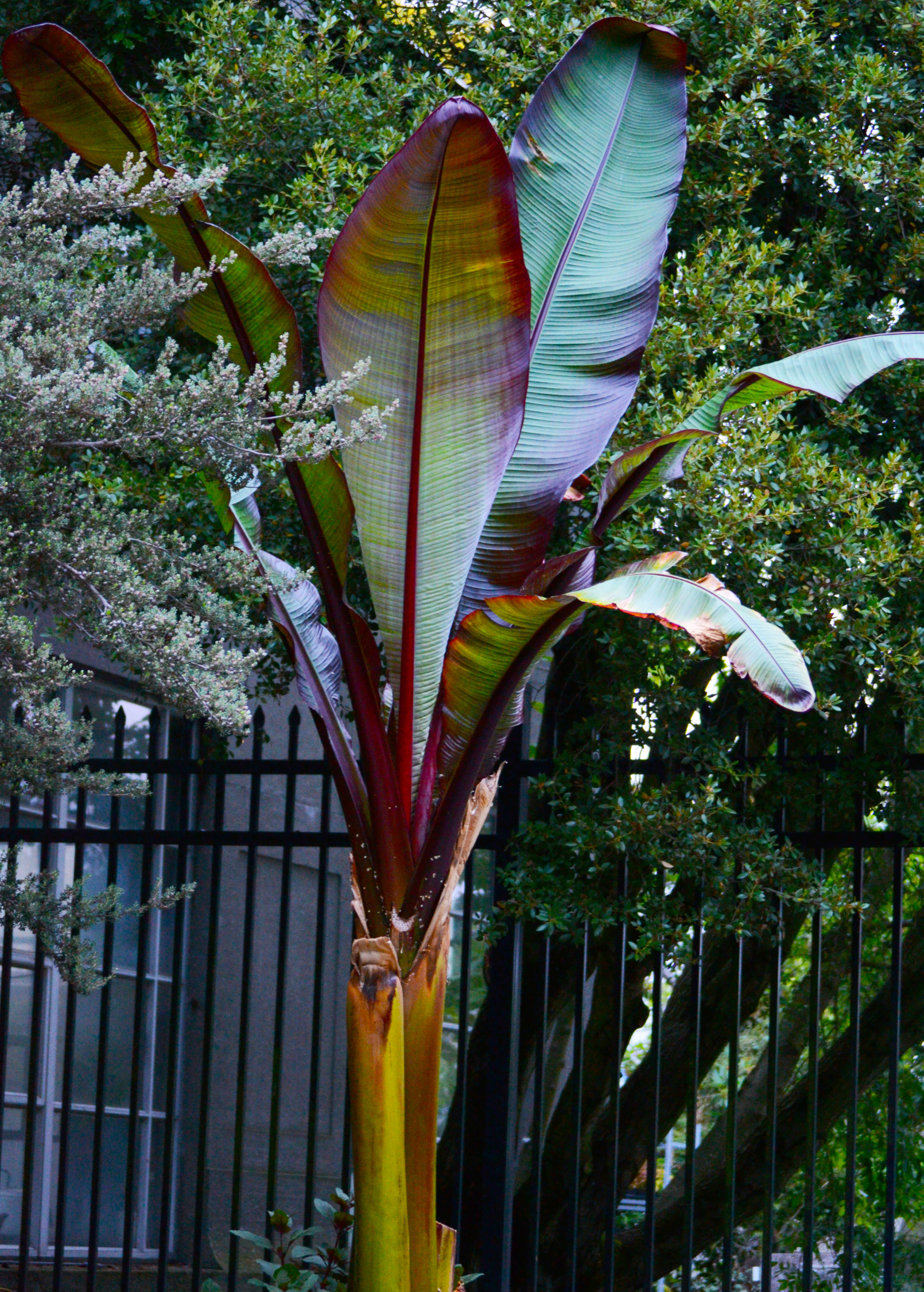 Red Abyssinian Ensete ventricosum 'Maurelii' Tropical Ornamental Plant for Jungle Decor