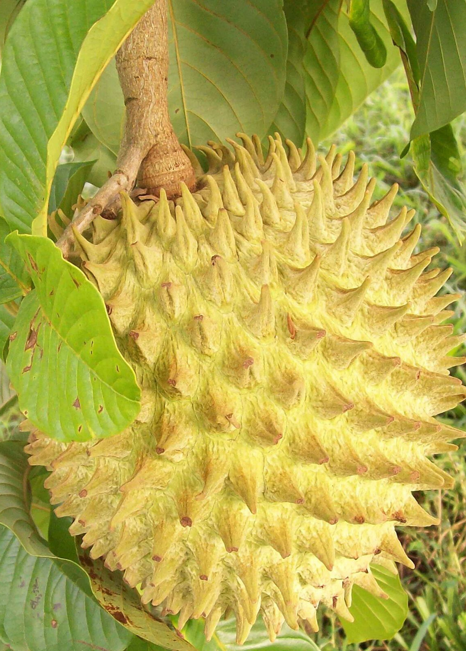 Rollinia deliciosa Fruit Tree - Tropical Edible Fruit, Fast-Growing, Flood Tolerant, Custard Apple Family