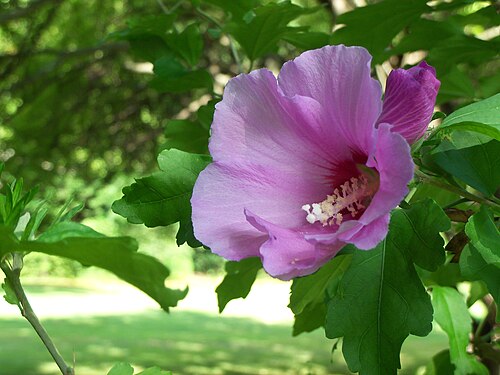 Bare Root Rose of Sharon Plants | Hibiscus syriacus Starter Shrubs for Garden, Hedges, Borders, Flowering Bush