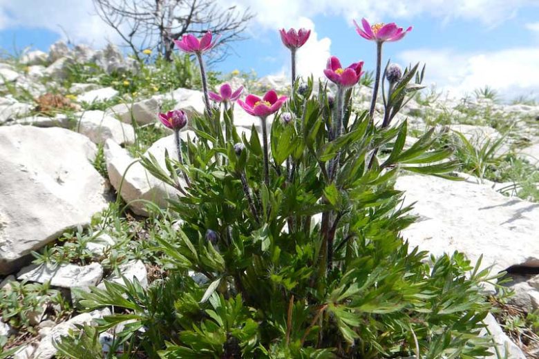 Anemone multifida Seeds – 100 Non-GMO Windflower Perennial Seeds for Pollinator-Friendly Gardens