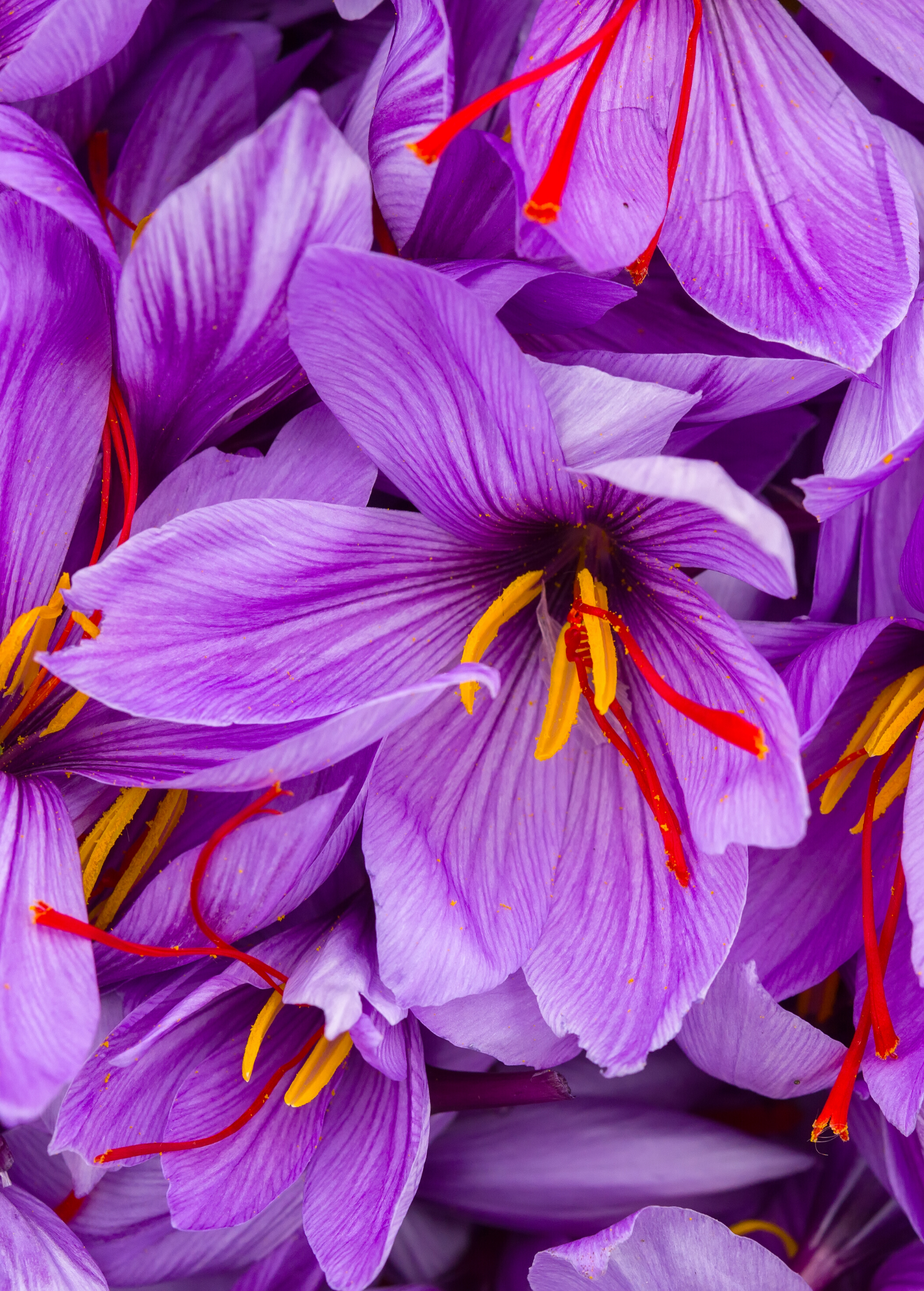 Saffron Spice Crocus Sativus - Pre-Order Flowering Plant for Harvesting Saffron Spice