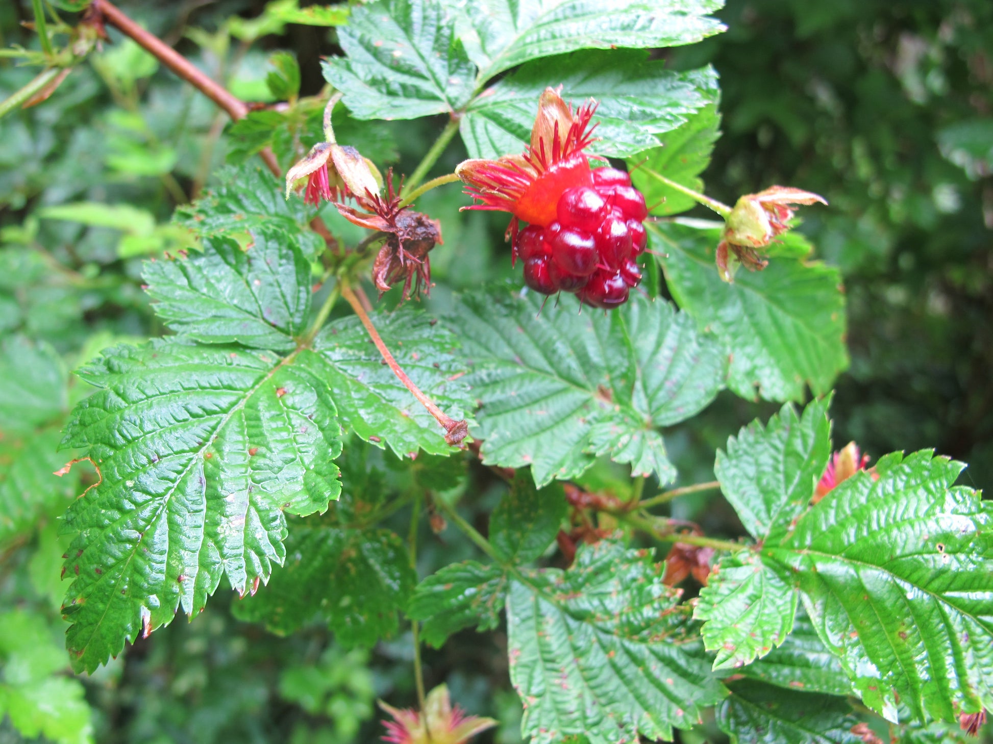 Salmonberry Root Cuttings, 4-5" Rhizomes, Rubus spectabilis, Shade Perennial, USDA Zones 4-9
