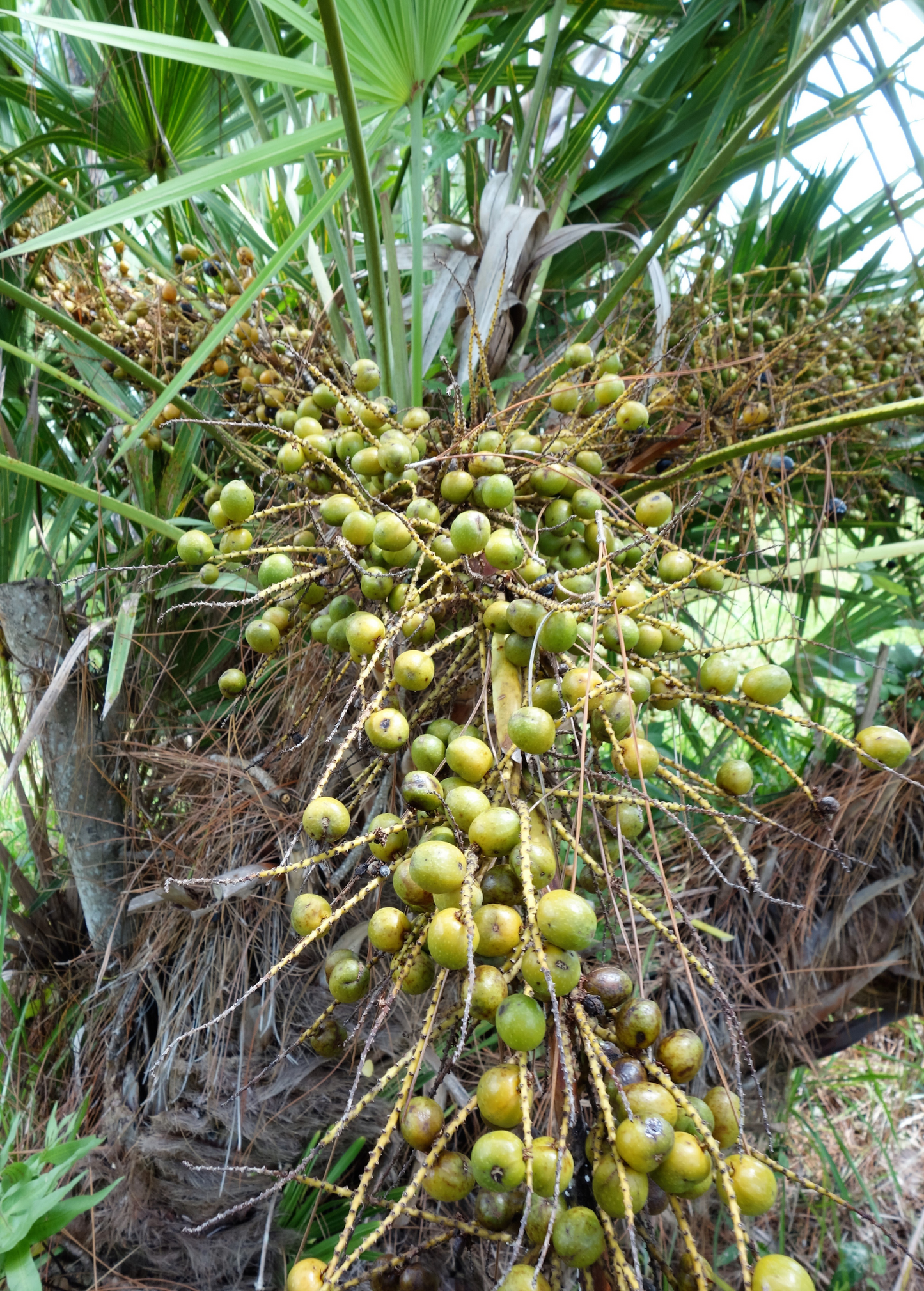 Saw Palmetto Dried Berries for Herbal Supplements, Serenoa repens, Medicinal Plant, Prostate & Urinary Support