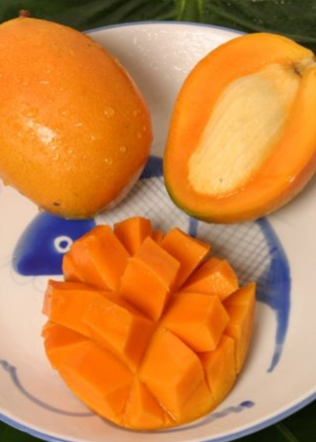 Mango 'Gold Nugget' Semi-Dwarf Tree, Golden Fruit, Fiberless Flesh, Tropical Flavor, Mangifera indica