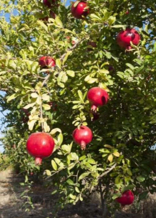 Pomegranate 'Afganski' Heirloom Fruit Tree with Deep Red Arils, Cold-Hardy Punica granatum