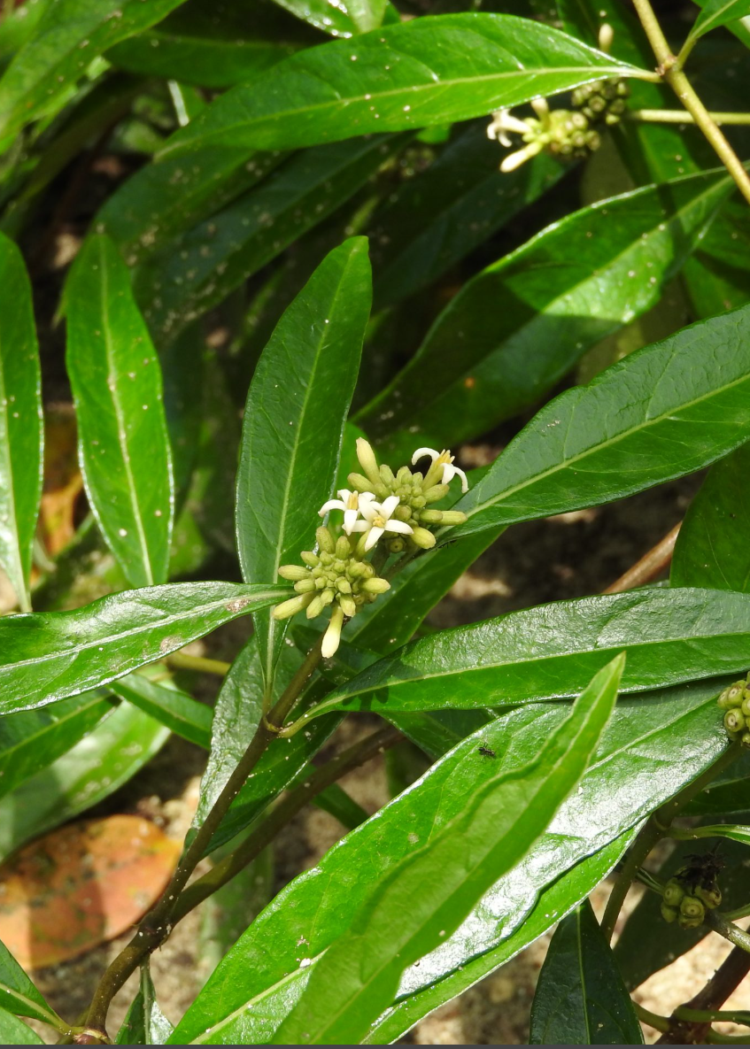 Mouse’s Pineapple Shrub - Florida Native Morinda royoc with Pineapple-Scented Fruit, Drought & Salt Tolerant Evergreen Plant