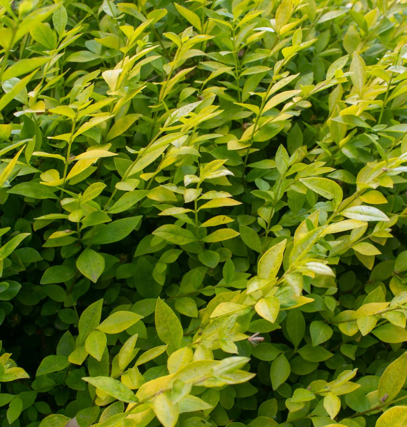 Golden Vicary Privet Live Plant – Ligustrum x vicaryi – 8-10 Inches – Hedge, Landscape, Garden Border