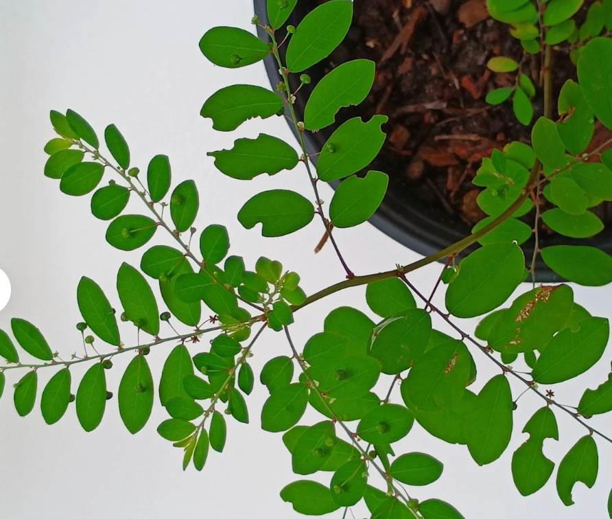 Organic Stone Breaker Plants 4-6 inch Phyllanthus niruri Chanca Piedra Live Herbs for Garden or Indoor