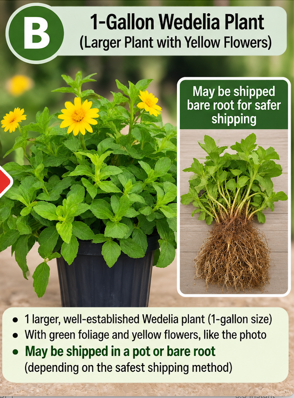 Wedelia Trilobata Bare Root Plant 1 Gallon - Yellow Creeping Daisy
