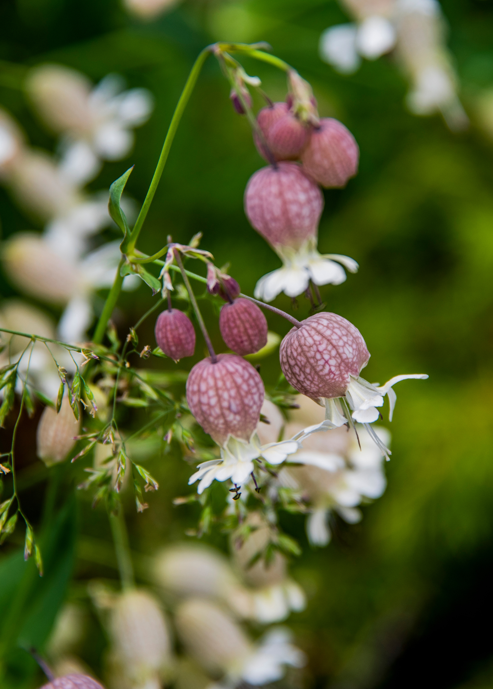 Sculpit Herb, Edible Green with Whimsical Flowers, Culinary Herb, Silene inflata, Perennial, Organic, Edible Landscaping