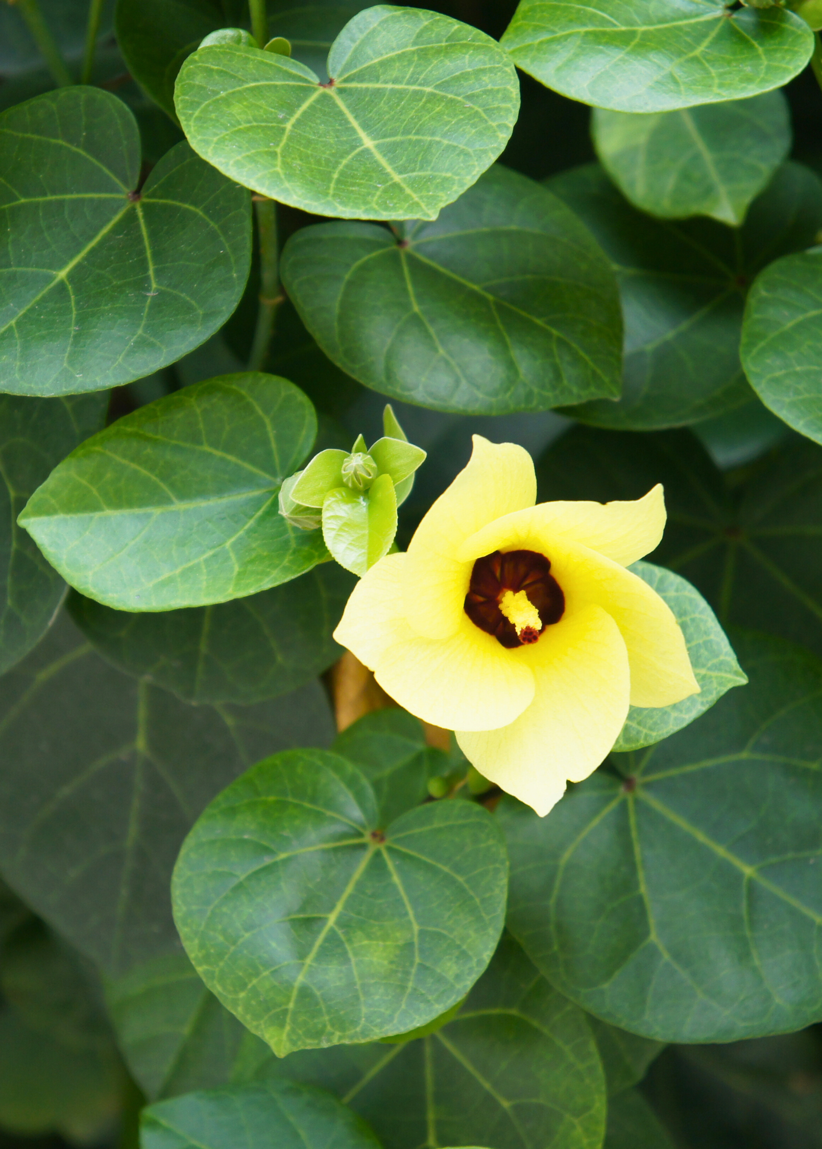 Sea Hibiscus Shrub or Tree - Tropical Coastal Plant with Heart-Shaped Leaves and Shifting Yellow to Red Blooms Hibiscus tiliaceus