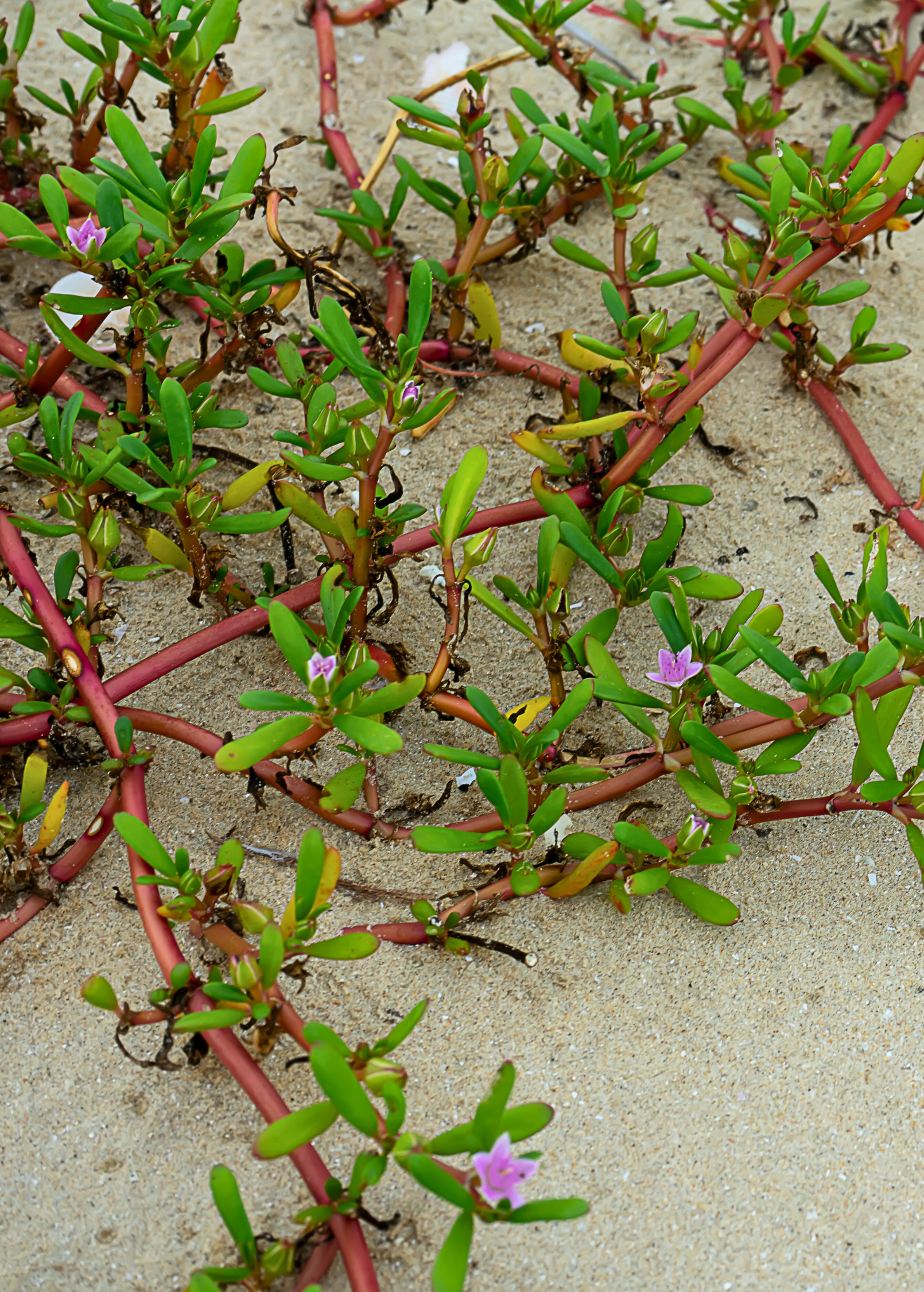 Sea Purslane Succulent Groundcover - Salt-Loving, Edible, Coastal Erosion Control, Tropical, Pink Flowers, Sesuvium portulacastrum