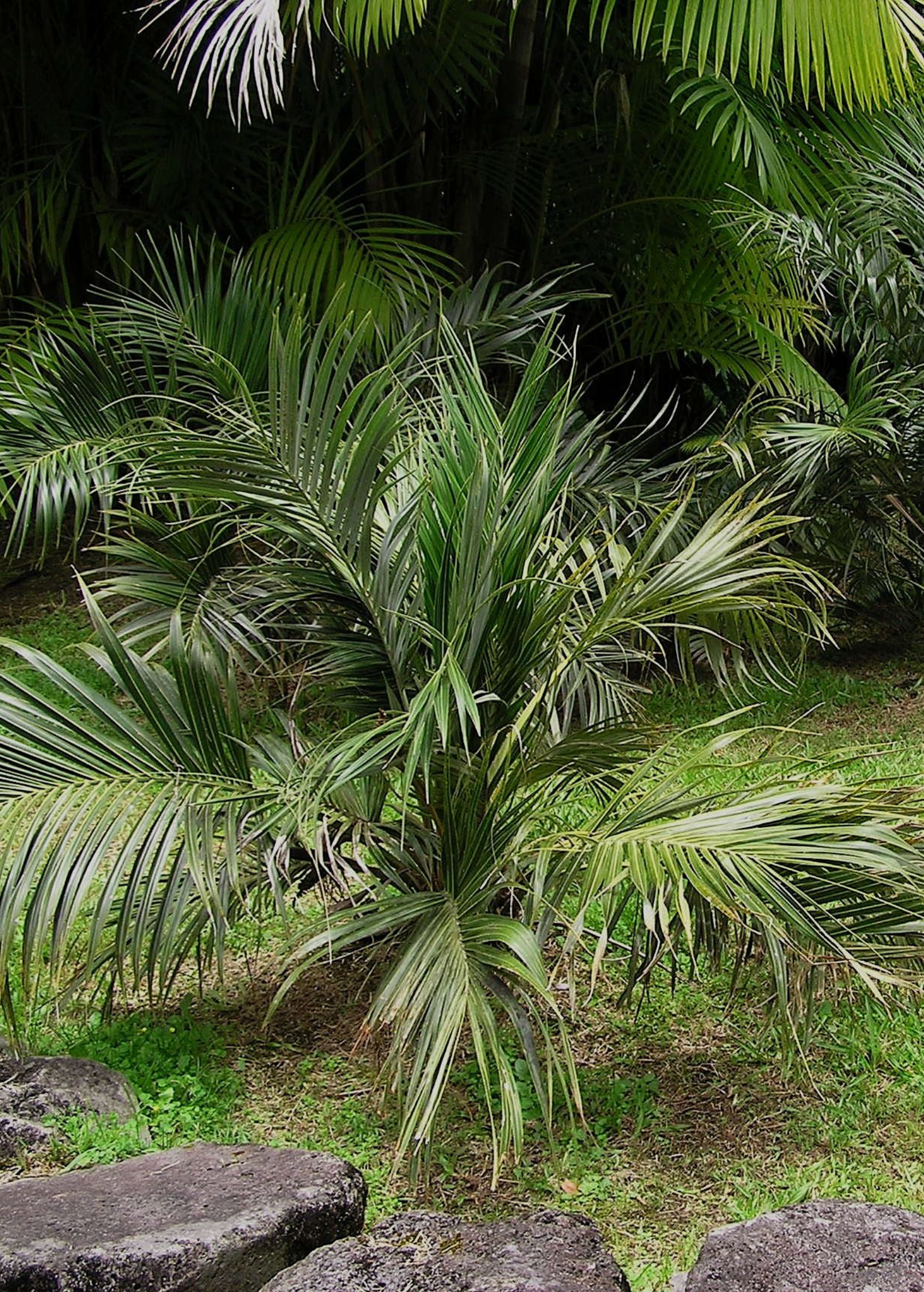 Seashore Palm Allagoptera arenaria Hardy Coastal Palm for Beachside Gardens, Tropical Landscaping