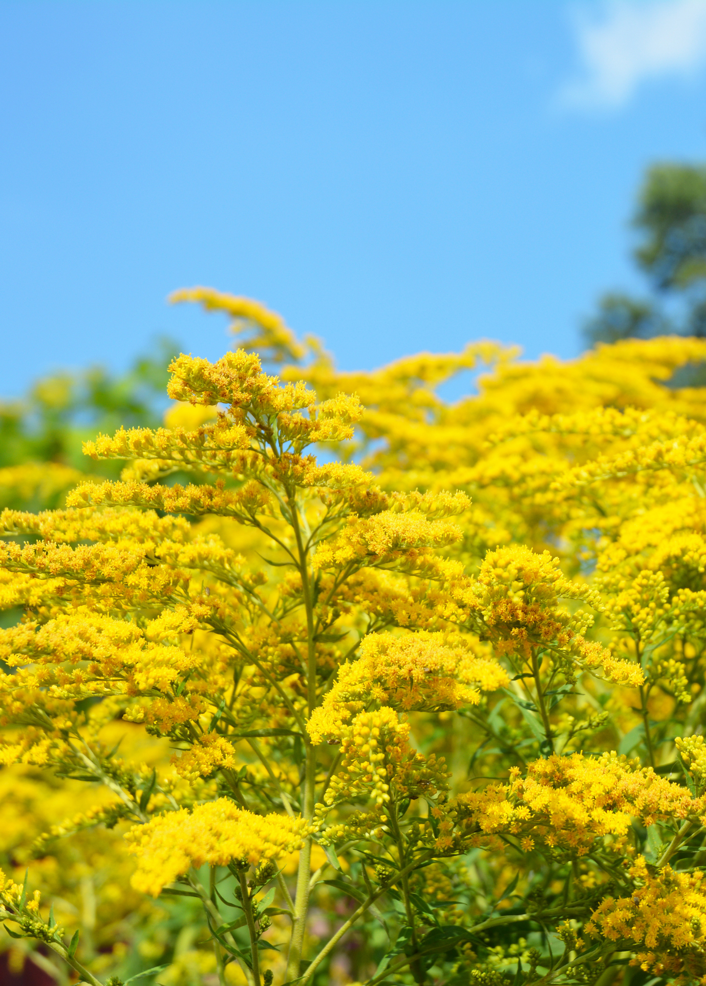 Seaside Goldenrod Plant - Solidago sempervirens - Coastal Pollinator Magnet & Herbal Tea Herb