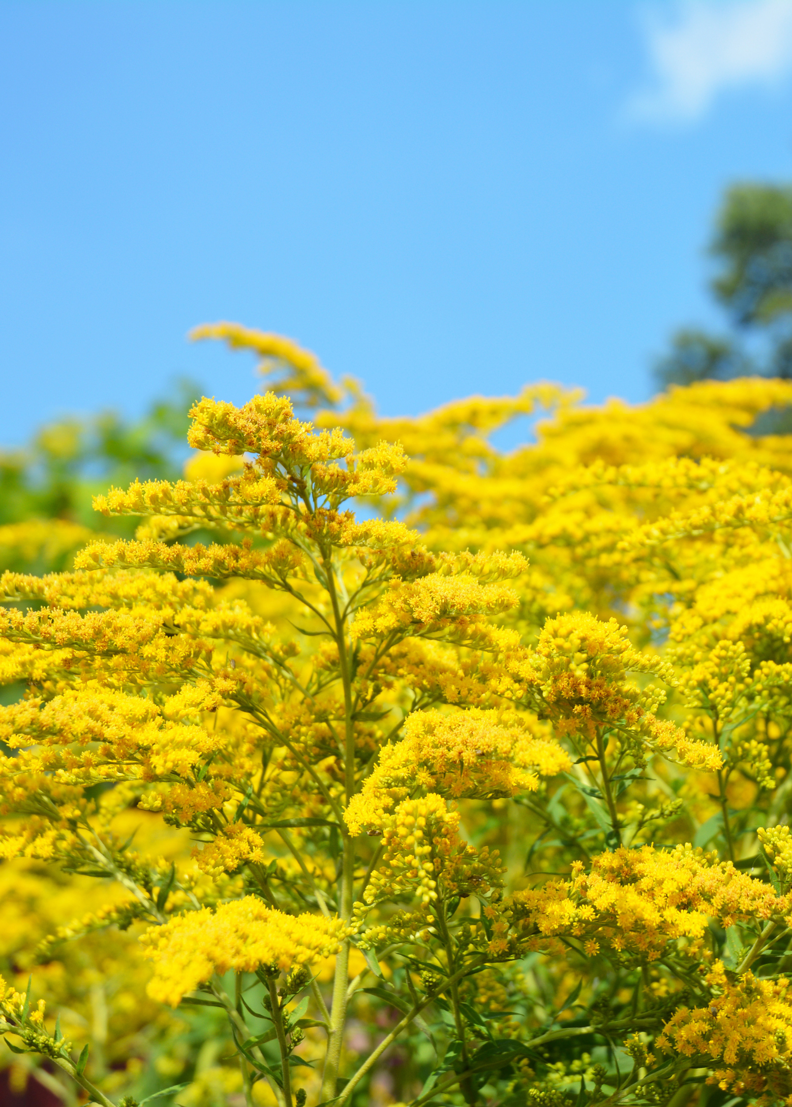 Seaside Goldenrod Plant - Solidago sempervirens - Coastal Pollinator Magnet & Herbal Tea Herb