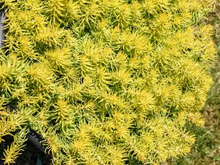 10 Sedum Cuttings | Stonecrop Succulent Groundcover Stems for Drought Tolerance, Rock Garden, Container, Border, Xeriscaping