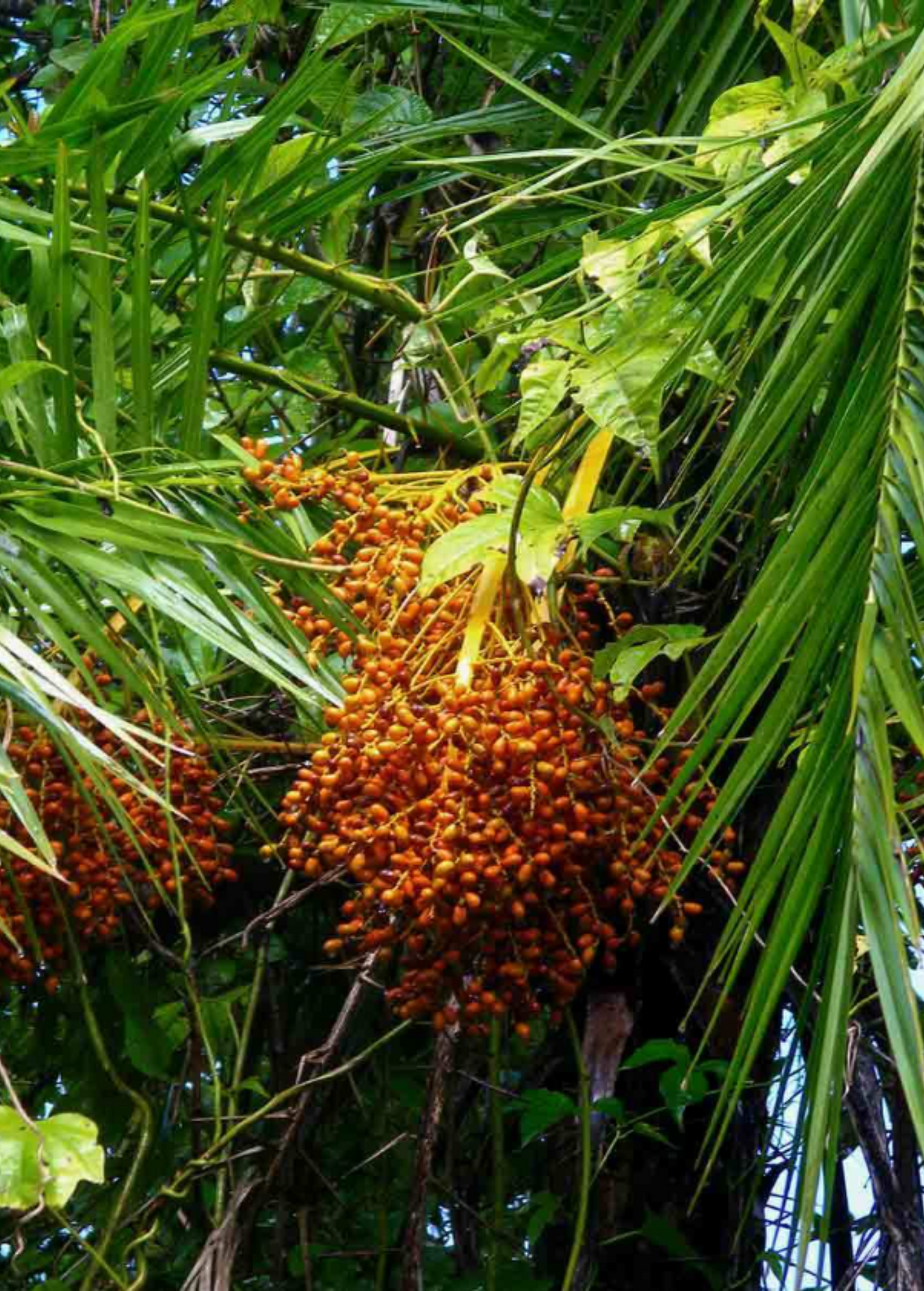 Senegal Date Palm (Phoenix reclinata) - Edible Tropical Clumping Palm for Landscaping and Garden