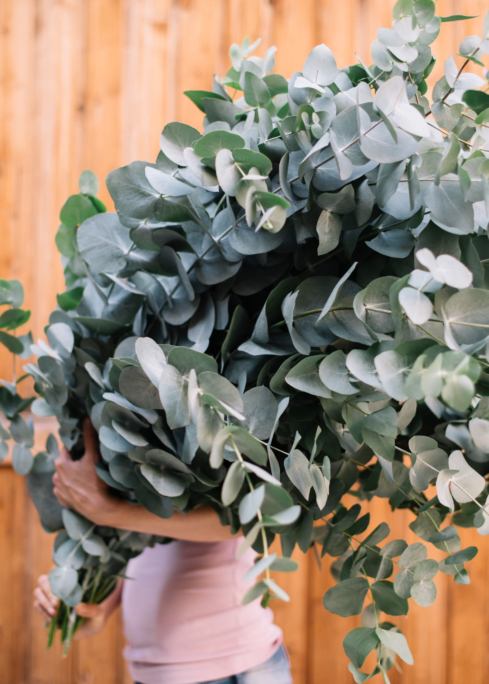 Silver Dollar Eucalyptus Cuttings - Aromatic, Fast-Growing Evergreen with Silvery Blue Foliage (Eucalyptus cinerea)