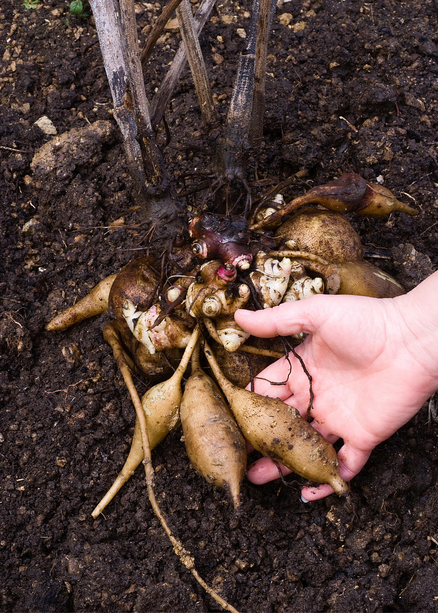 Yellow Earth Apple Root Vegetable Smallanthus sonchifolius Edible Tubers Nutritious Peruvian Ground Apple